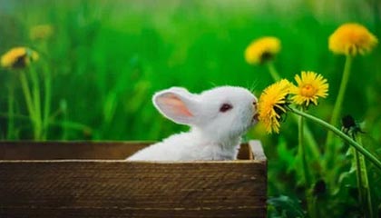 lol投注-开云体育下载：开启你的专属体育新纪元